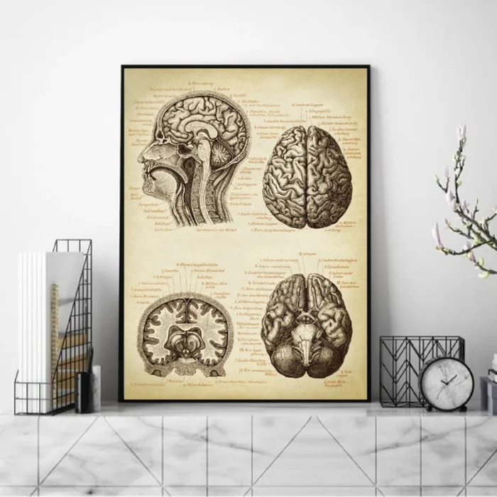 Poster anatomie cerveau humain