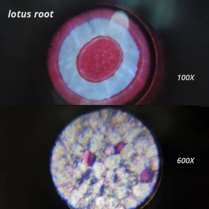 Microscope monoculaire enfant