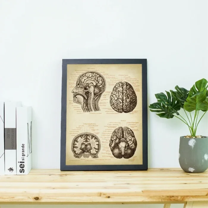 Poster anatomie cerveau humain