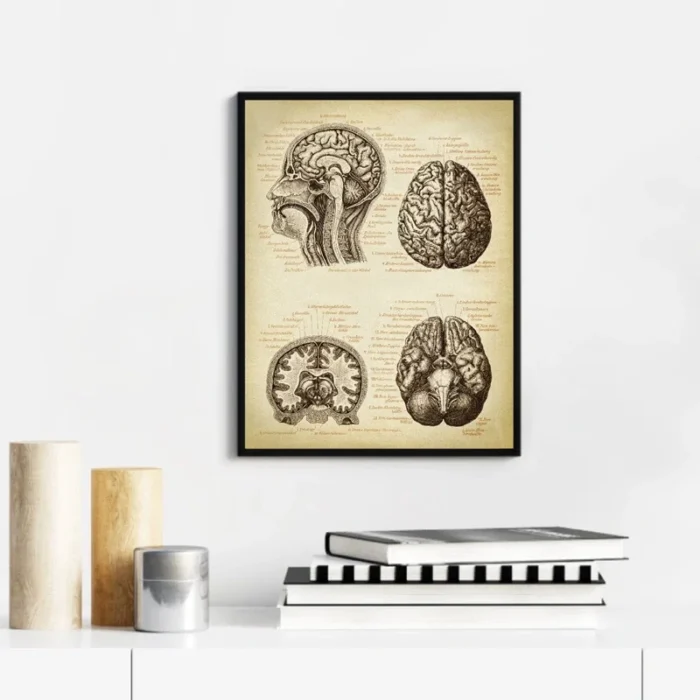 Poster anatomie cerveau humain